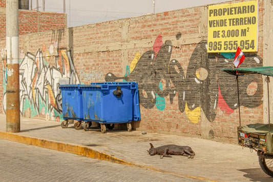 Dogs of Peru 1