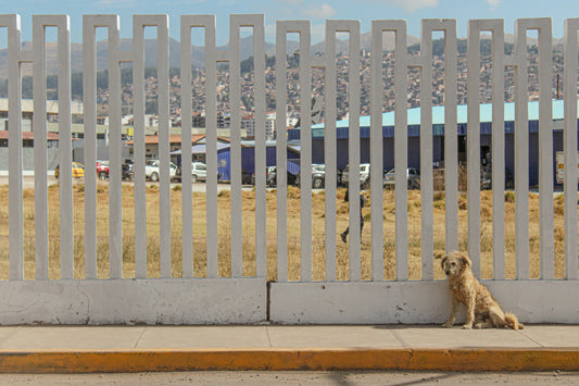 Dogs of Peru 2