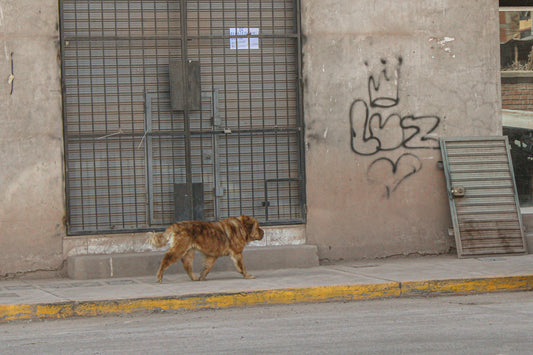 Dogs of Peru 8