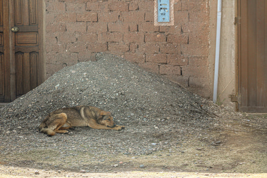 Dogs of Peru 11